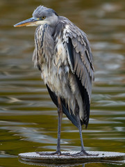 The gray heron (Ardea cinerea) or airón is a species of bird pelecaniforme of the Ardeidae family of Eurasia and Africa