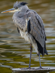 The gray heron (Ardea cinerea) or airón is a species of bird pelecaniforme of the Ardeidae family of Eurasia and Africa