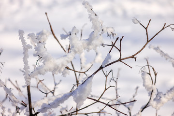  trees under the snow