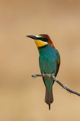 Bee-eater (Merops apiaster): The European bee-eater or common bee-eater is a species of coraciiform bird of the Meropidae family that lives in Eurasia and Africa