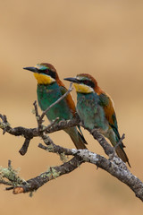 Couple of Bee-eaters (Merops apiaster): The European bee-eater or common bee-eater is a species of coraciiform bird of the Meropidae family that lives in Eurasia and Africa