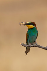 Bee-eater (Merops apiaster): The European bee-eater or common bee-eater is a species of coraciiform bird of the Meropidae family that lives in Eurasia and Africa