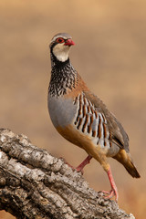 red partridge (Alectoris rufa)