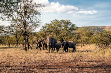 Elephants surrounded by acacias in Tanzania