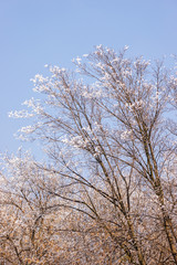 crown tree in winter