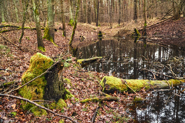 Mossy tree trunks and a small pond in a forest in Poland.