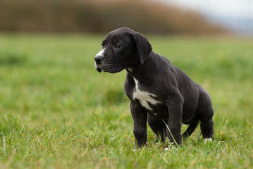 Deutsche Dogge Welpe
