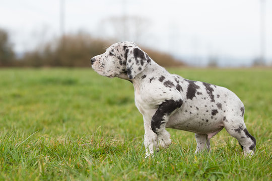 Deutsche Doggenwelpe Grautiger