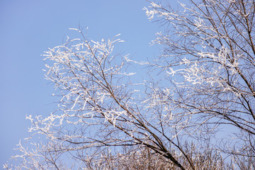 Softwoods under the snow