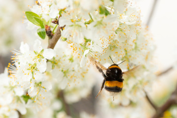 Fliegende Hummel an Kirschblüte