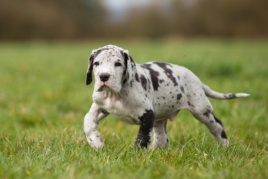 Deutsche Doggenwelpe Grautiger