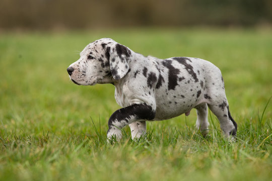 Deutsche Doggenwelpe Grautiger