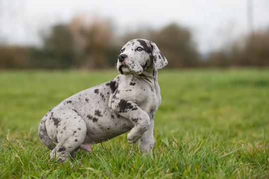 Deutsche Doggenwelpe Grautiger