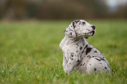 Deutsche Doggenwelpe Grautiger