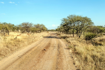 Acacias in Tanzania on a sunny day