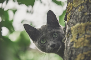 Hide and seek with a cat on a tree.