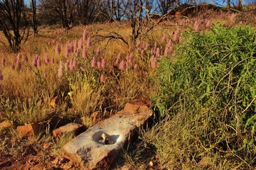 outil indigène Australie