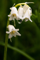 Obraz premium tropfen