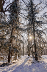 Forest under snow