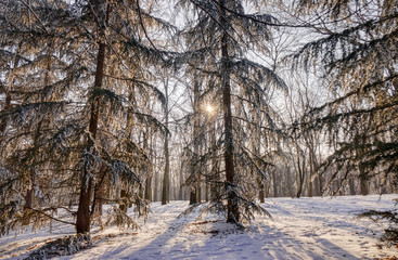 Forest under snow