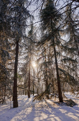 Forest under snow