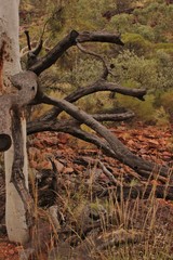 végétation Australie