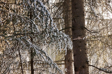 Forest under snow