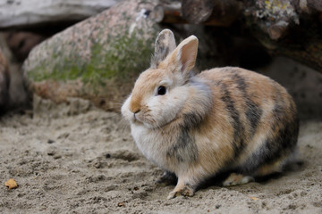 Full body of multicolor domestic pygmy rabbit