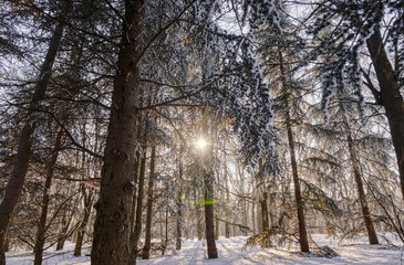 Forest under snow