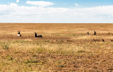 Impalas in the savannah of Tanzania