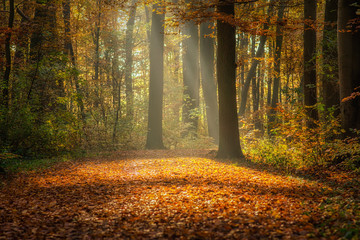 Fototapeta premium Herbstwald mitten in Hannover