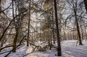 Forest under snow
