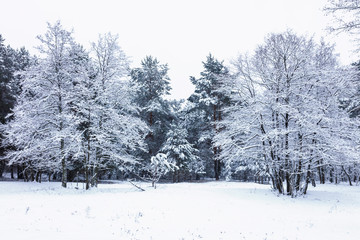 Winter rustic forest with pine and deciduous trees
