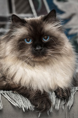 Fluffy Maine Coon cat with blue eyes looks into the camera lens