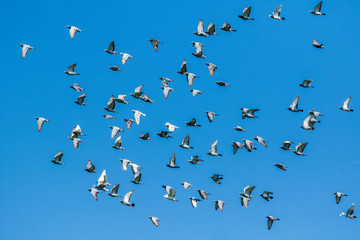 flock of speed racing pigeon bird releasing from competition basket flying against clear blue sky