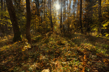 Autumn landscape with sunshine wading through dense forest