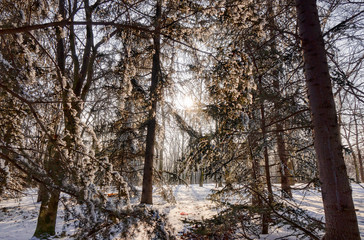Fototapeta na wymiar Forest under snow