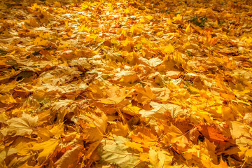 Background for texture consisting of scattered bright yellow autumn maple leaves