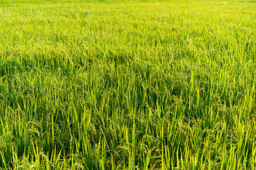 Field green rice thailand