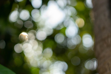 Background Textures Bokeh Light leaves