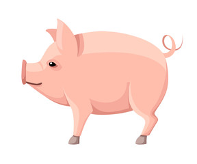 Pink big pig with curly tail. Farm domestic animal. Flat style animal design. Vector illustration isolated on white background