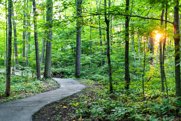 summertime path in the woods