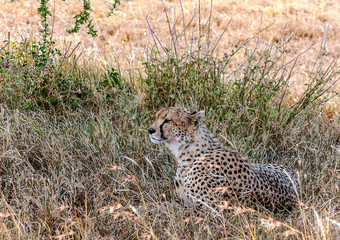 Leopard on the branches of a tree in the savannah of Tanzania