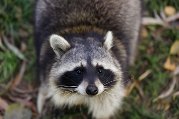 Naklejka na ściany i meble Portait of adult female common raccoon
