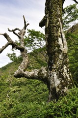 笹原の尾根に立つ古木