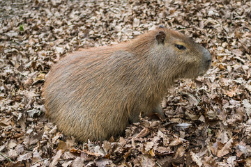 Capybara sitting an a leaves covered forest floor