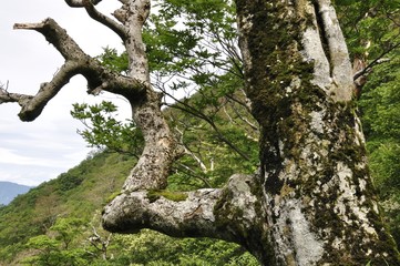 Fototapeta na wymiar 笹原の尾根に立つ古木