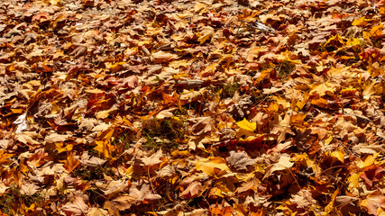 autumn leaves background