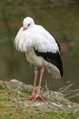 Stork by the water in the cold