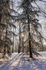 Forest under snow